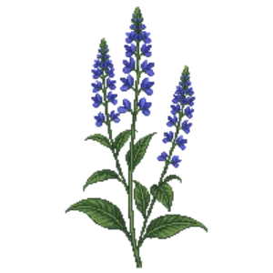 Illustration of Blue Star Creeper