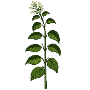 Illustration of Virginia Sweetspire 'Henry's Garnet'