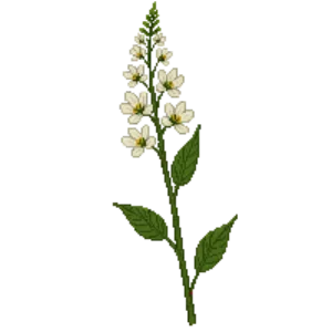 Illustration of Virginia Sweetspire 'Little Henry'