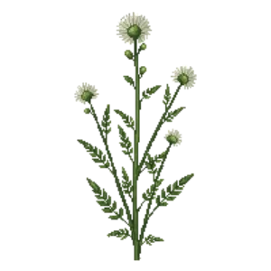 Illustration of Silver ragwort