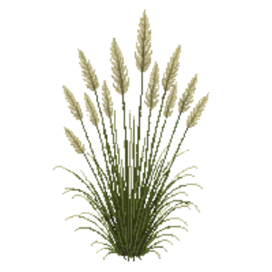 Illustration of Peruvian Feather Grass