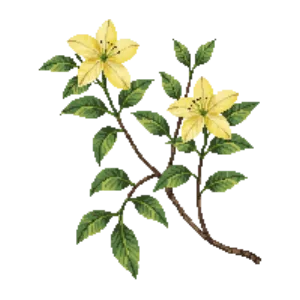 Illustration of Winter Jasmine