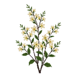 Illustration of Jasmine 'Clotted Cream'