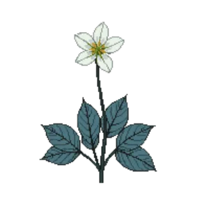 Illustration of Twinleaf
