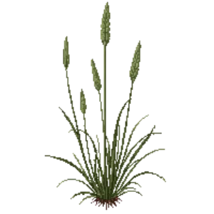 Illustration of Corkscrew Rush