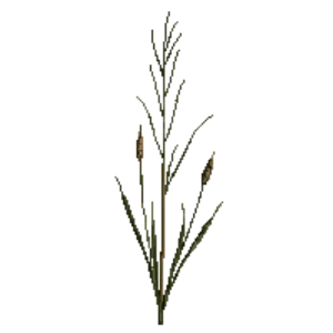 Illustration of Soft Rush