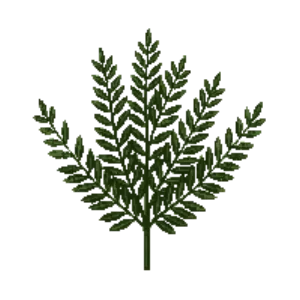 Illustration of Juniper 'Sea Green'