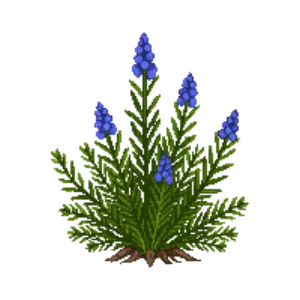 Illustration of Juniper 'Blue Star'