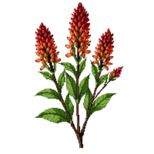 Illustration of Shrimp Plant