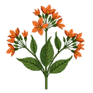 Illustration of Mexican Honeysuckle