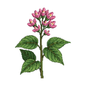 Illustration of Mountain Laurel 'Olympic Fire'
