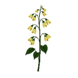 Illustration of Yellow Waxbells