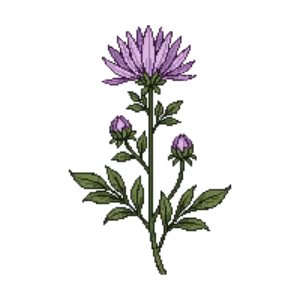 Illustration of Field scabious