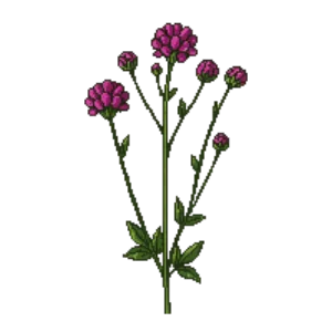 Illustration of Crimson Scabious