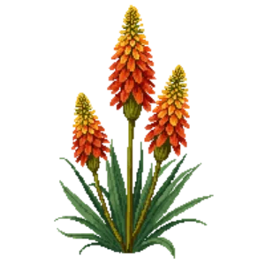 Illustration of Caulescent Red-hot Poker