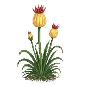 Illustration of Red-hot poker 'Little Maid'