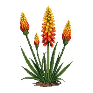 Illustration of Red-hot poker 'Mango Popsicle'
