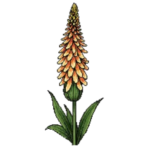 Illustration of Red Hot Poker