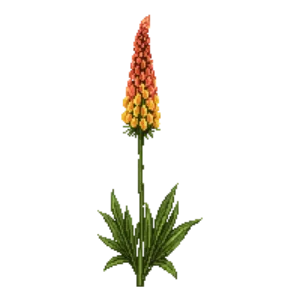 Illustration of Red-hot Poker