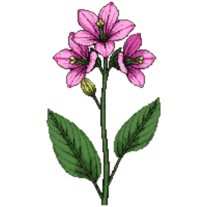 Illustration of Seashore Mallow