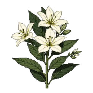 Illustration of Crape Myrtle 'Natchez'