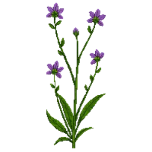 Illustration of Dead-nettle