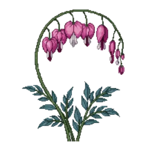 Illustration of Bleeding Heart