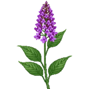 Illustration of Trailing Lantana