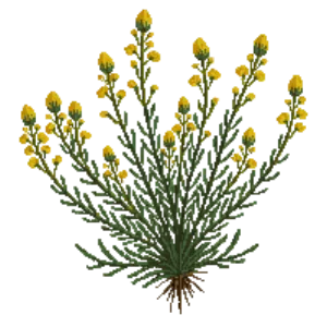 Illustration of Creosote Bush