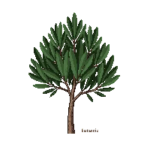 Illustration of Bay Laurel