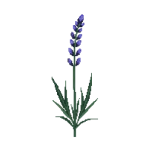 Illustration of Lavender 'Munstead'