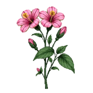Illustration of Tree Mallow 'Barnsley'