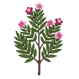 Illustration of NZ Tea Tree