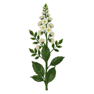 Illustration of Roundhead Bush Clover