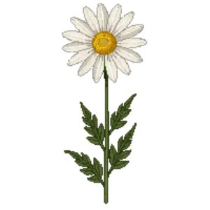 Illustration of Ox-eye Daisy