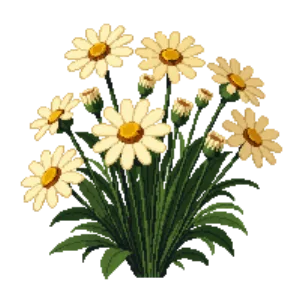 Illustration of Shasta Daisy 'Banana Cream'