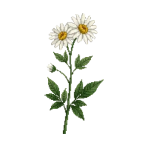 Illustration of Shasta Daisy 'Becky'