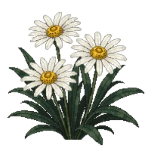 Illustration of Shasta daisy 'Snowcap'