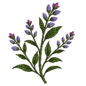 Illustration of Chihuahuan Sage