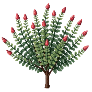 Illustration of Leucothoe 'Curly Red'