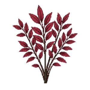 Illustration of Leucothoe 'Scarletta'