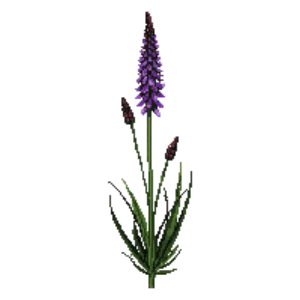 Illustration of Rough Blazing Star