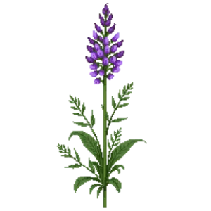 Illustration of Dwarf Blazing Star