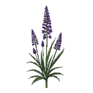 Illustration of Dotted Blazing Star
