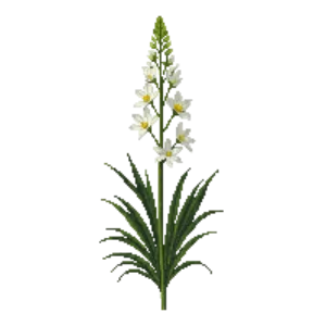 Illustration of New Zealand satin flower