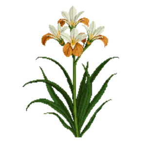 Illustration of New Zealand iris