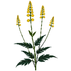 Illustration of Ligularia