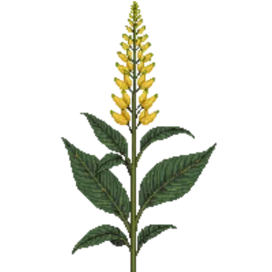 Illustration of Ligularia 'The Rocket'