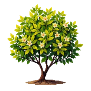 Illustration of Golden privet