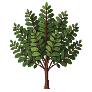Illustration of Garden Privet